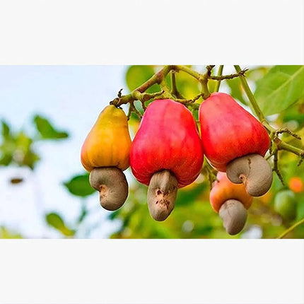 Rica Castaña De Caju Nuez Natural De Estados Unidos 800g Sin Sal Tostada